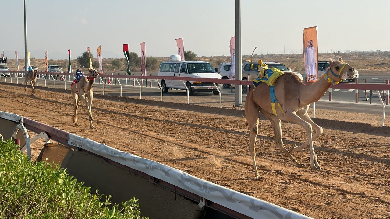 أنشيلوتي يحسم موقف بنزيما النهائي من المشاركة أمام أتلتيكو مدريد 